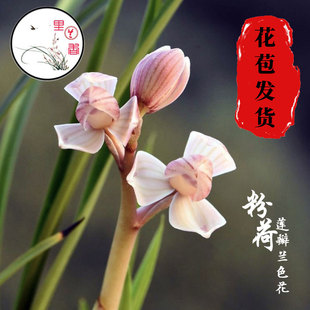 莲瓣兰铭品粉荷无花苞自然养植苗美观幽香室内办公桌绿植花卉盆栽