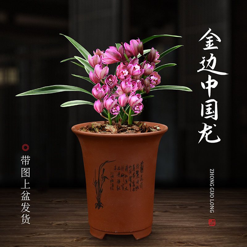 兰花四季建兰金边中国龙无花苞浓香好养客厅室内阳台绿植盆栽花卉