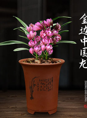 兰花四季建兰金边中国龙无花苞浓香好养客厅室内阳台绿植盆栽花卉