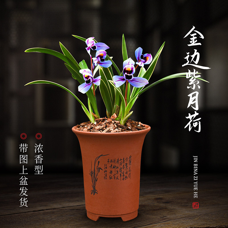 兰花四季建兰金边紫月荷无花苞浓香好养客厅室内阳台绿植盆栽花卉
