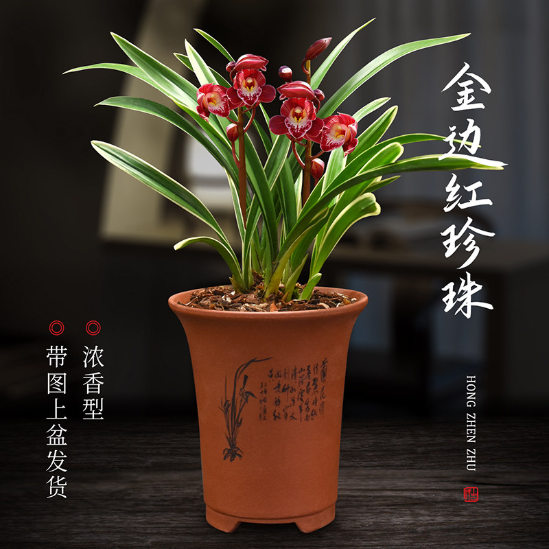 兰花四季建兰金边红珍珠无花苞浓香好养客厅室内阳台绿植盆栽花卉