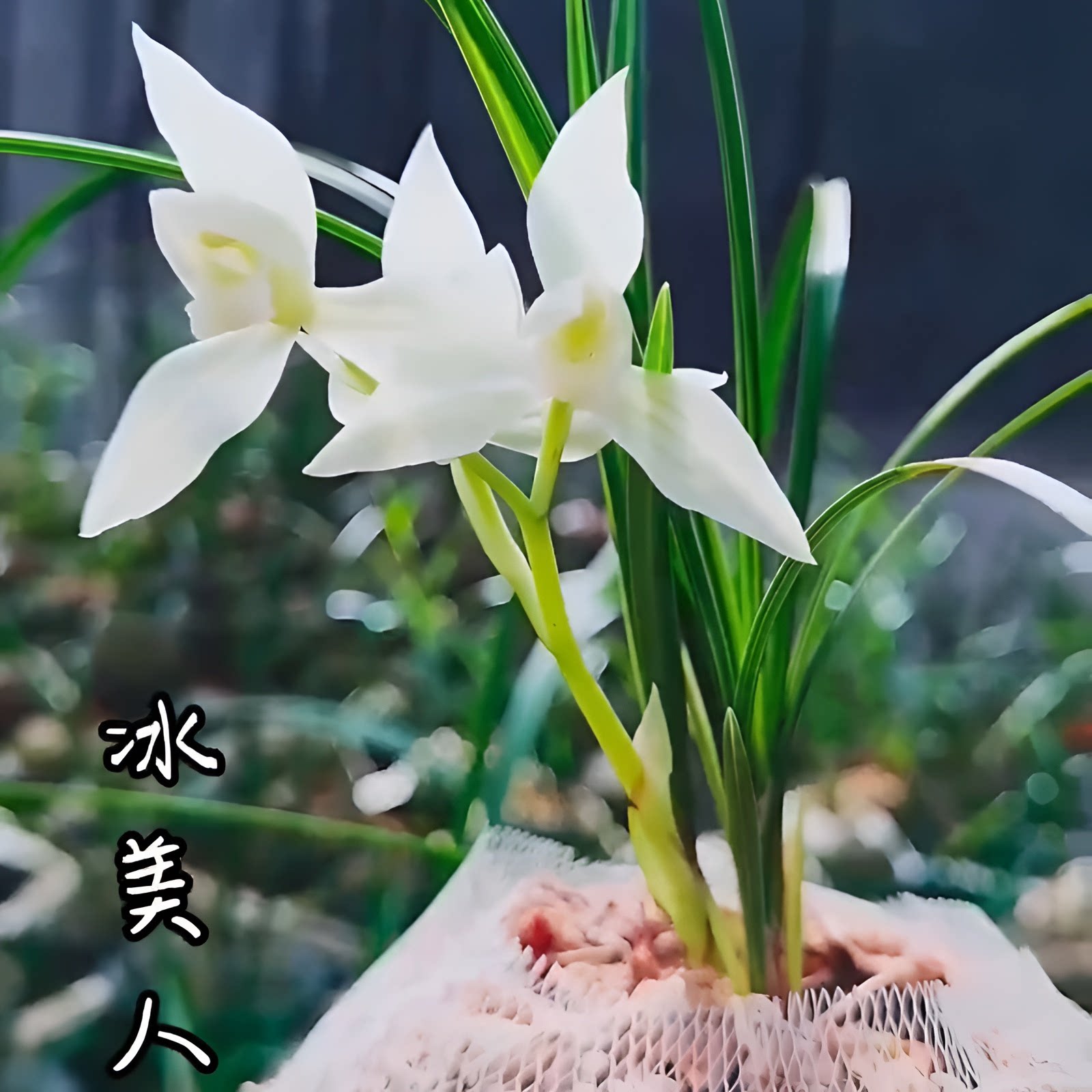 莲瓣兰冰美人无花苞发货浓香花卉绿植裸根进口植物使用好养易花