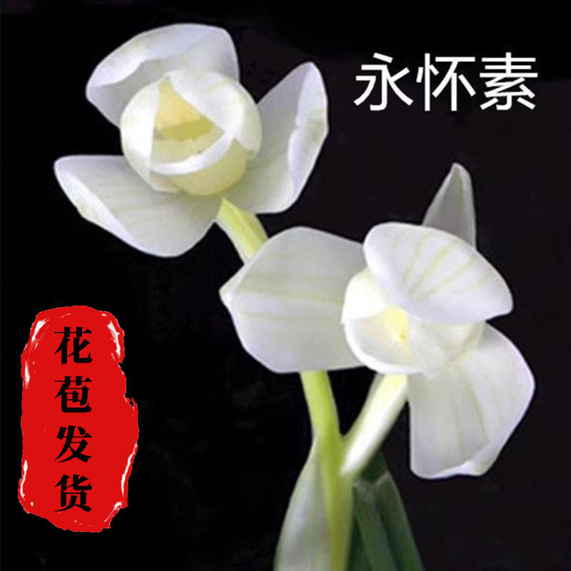 莲瓣兰永怀素带花苞办公室国兰浓香型好养易开花易活名品花苗花卉