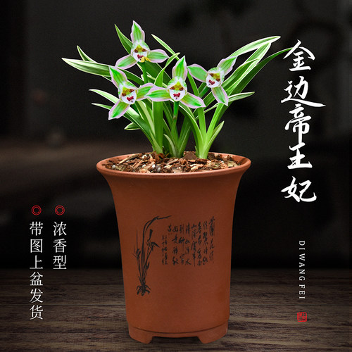 兰花四季建兰金边帝王妃