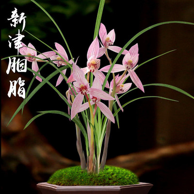 春剑兰花春剑新津胭脂