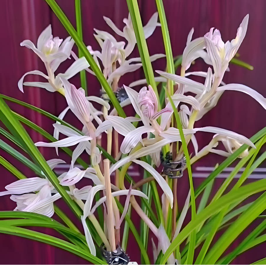 无花苞发货莲瓣兰金沙树菊兰花尺寸花卉使用透气进口裸根兰花苗