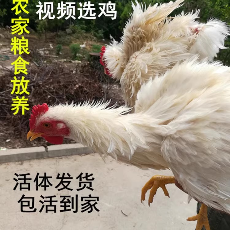翻毛鸡白反鸡卷毛鸡倒毛土鸡活体