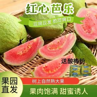 广东红心芭乐番石榴当季脆甜水果新鲜采摘(送酸梅粉)