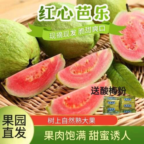 新鲜健康广东芭乐番石榴