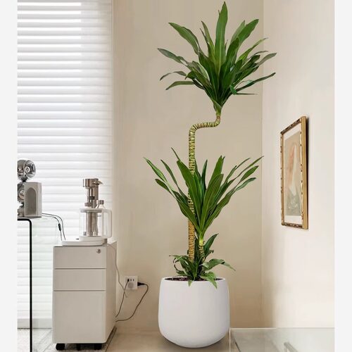 铁盆栽观叶耐阴室内吸甲醛植物