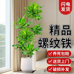 螺纹铁盆栽造型高杆室内吸甲醛客厅净化空气好养活懒人真绿植北欧
