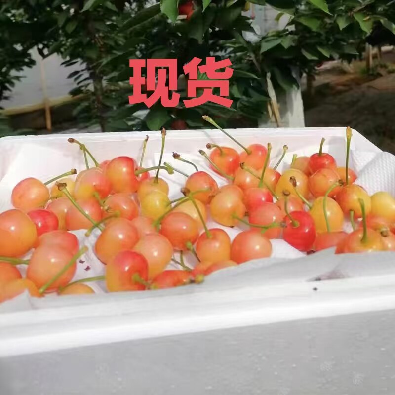 现货智利进口黄车离子樱桃中大果新鲜水果,水产肉类/新鲜蔬果/熟食,车厘子/樱桃,淘宝优惠券,粉丝福利购,淘宝优惠卷