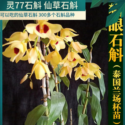 猫眼石斛 石斛兰花绿植盆栽   种植成活圆木一个包邮