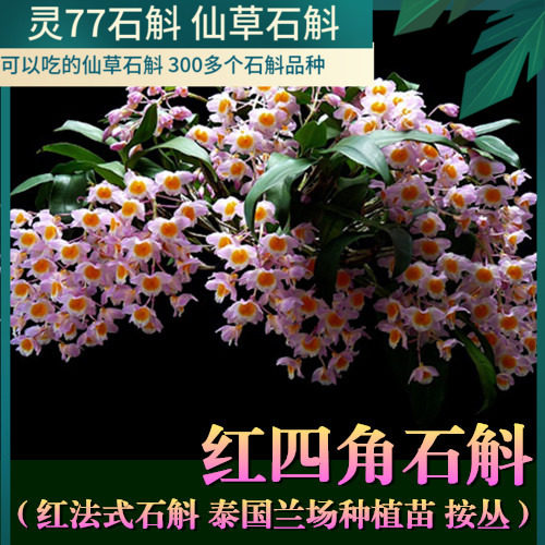 红四角石斛(红法式石斛)泰国深红红法式 花色深红 盆栽一盆包邮