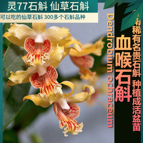 血喉石斛 石斛兰花绿植盆栽 血喉石斛种植成活风化木一个