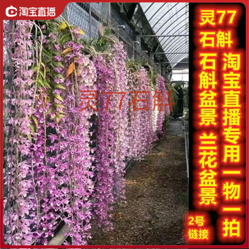 灵77石斛直播专用 鼓槌石斛金钗麝香铁皮石斛等石斛盆景一物一拍