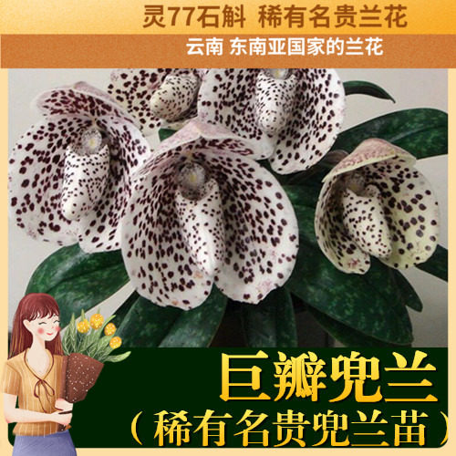 原生种兜兰拖鞋兰花寿长花朵大