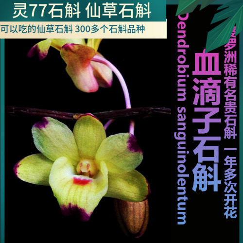 血滴子石斛 兰花绿植盆栽 稀有石斛兰