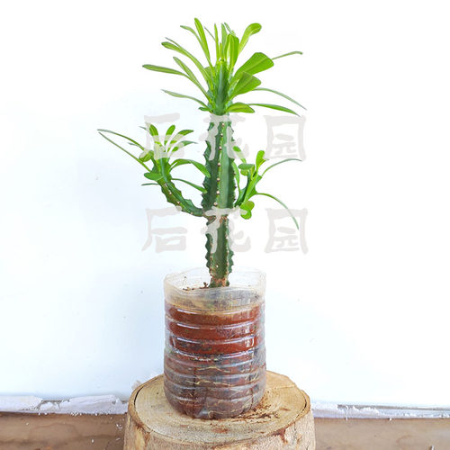 树型仙人掌玉麒麟霸王鞭