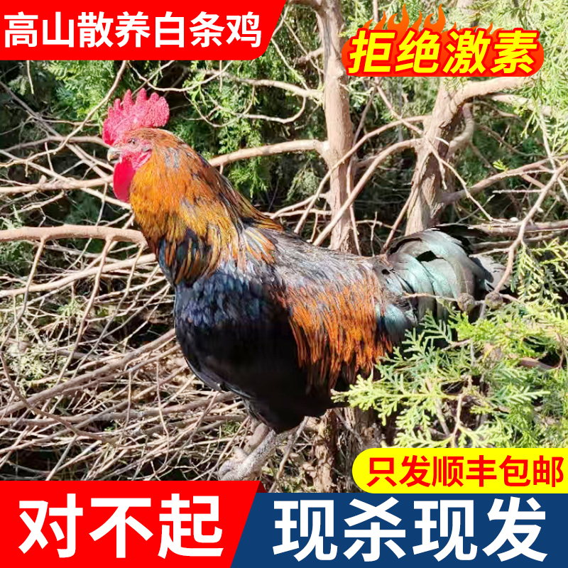 农家散养土鸡活鸡沂蒙跑山鸡公鸡