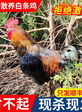 农家散养土鸡活鸡沂蒙跑山鸡公鸡
