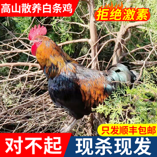 农家散养土鸡沂蒙跑山鸡活鸡现杀整只大公鸡月子走地鸡白条鸡笨鸡