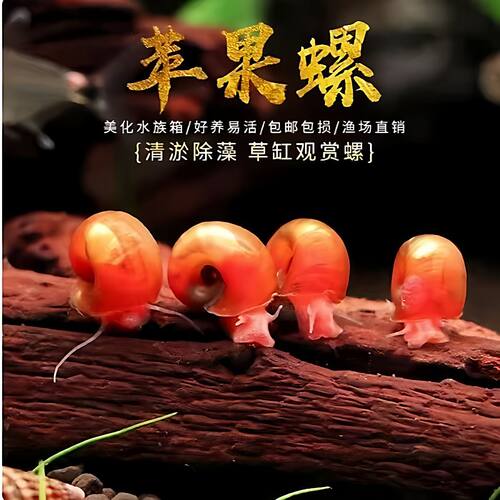 红苹果螺除藻螺迷你活鱼观赏宠物螺蜗牛工具螺除苔鱼缸清理清洁螺