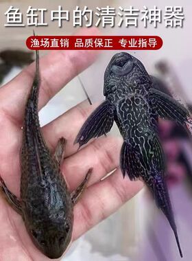 清道夫黑色鱼缸清洁热带观赏鱼清道鱼鱼道夫清仓清缸正品清道夫