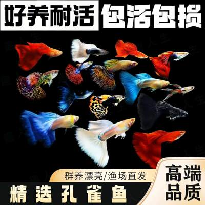 耐活好养小型热带淡水孔雀鱼