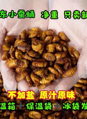 无盐新鲜冷冻小蚕蛹山东特产桑蚕蛹出口品质农家生蚕蛹包邮批发