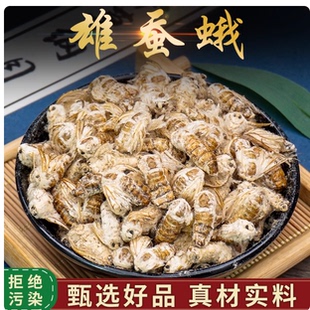 中药材无硫雄蚕蛾蚕蛾虫250克包邮滋补男性泡酒晚蛾子粉新货