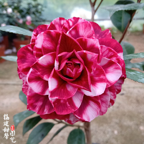 红叶贝拉青叶巨型大花正宗