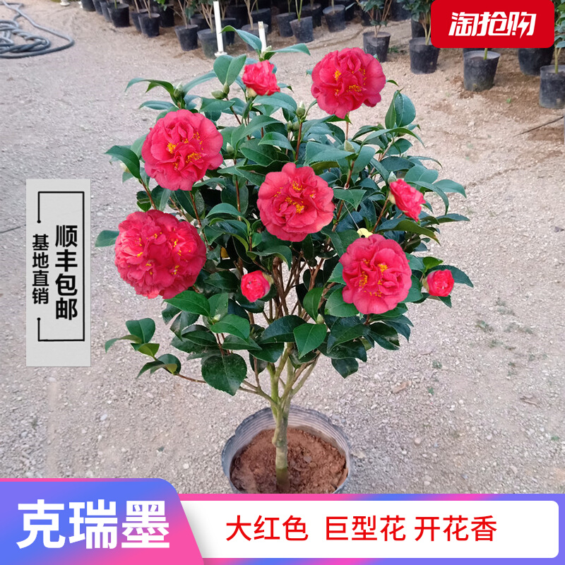 克瑞墨大牡丹茶花树苗盆栽开花带香味金黄花蕊富贵红经典名贵品种