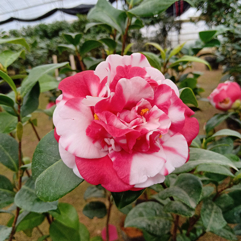 花露珍茶花又名绣球茶花花蝴蝶红花带白云斑福建甜馨园艺包邮