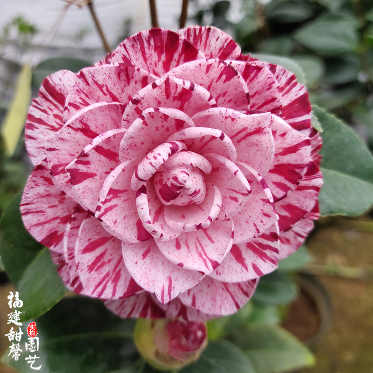 白瑞奇茶花阳台庭院稀有品种
