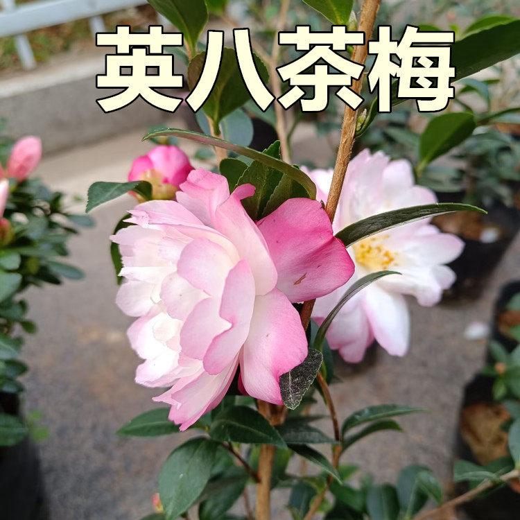英八茶梅树苗盆栽稀有品种