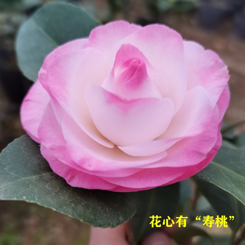 康寿桃茶花美琳达稀有品种粉色花名贵嫁接阳台庭院树苗盆栽福建园