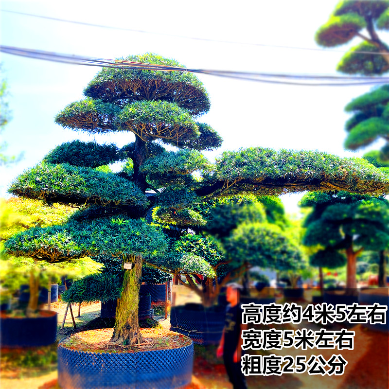 罗汉松造型树大树进口松树树桩造桌面绿植