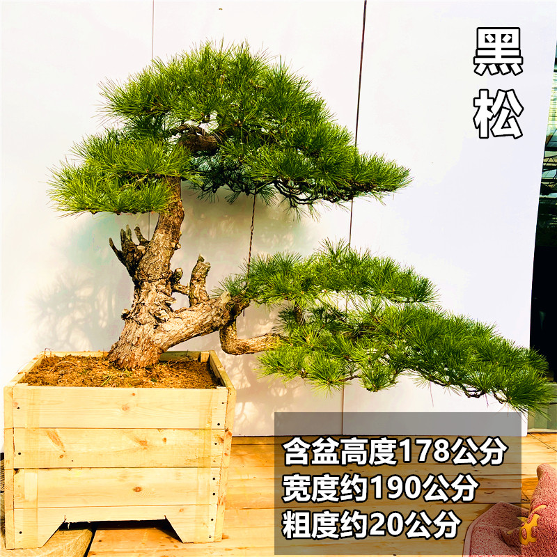 黑松盆景老桩造型树迎客松真树大黑松造型树盆景真树庭院松景观