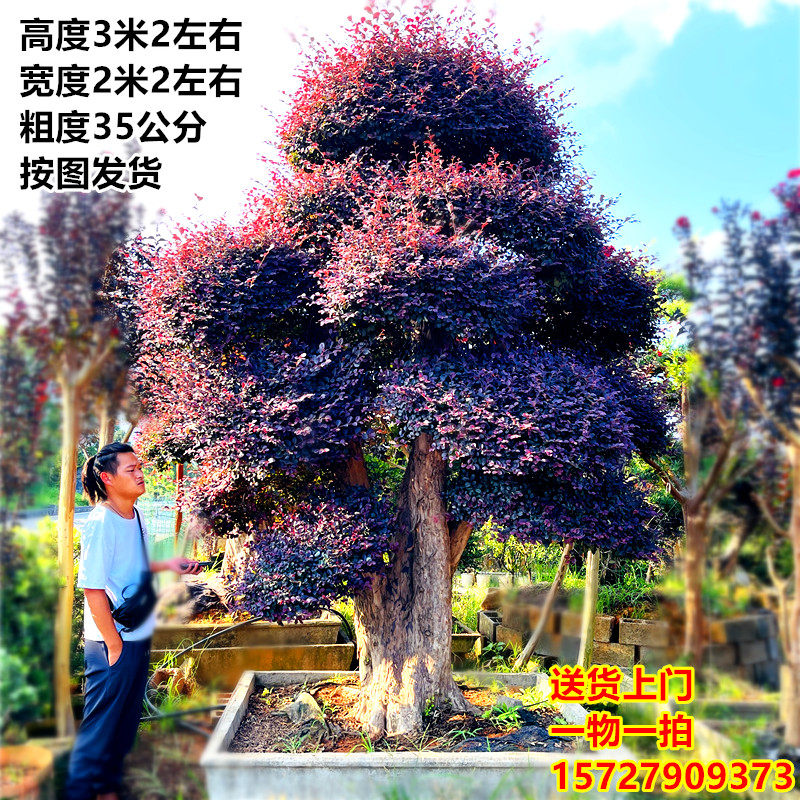红花继木树桩大盆景植物大型庭院室外老桩造型树户外四季长青大树