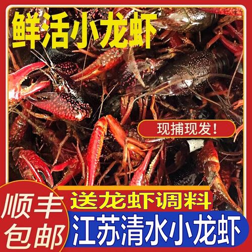 江苏盱眙清水小龙虾鲜活5斤装456钱活体青壳虾红头虾