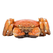 鲜活大闸蟹 公2.5 2.2两 活蟹 母2.0 1.7两螃蟹去绳净重