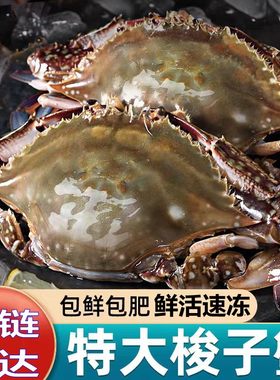 超大梭子蟹野生舟山大螃蟹新鲜冷冻海蟹飞蟹白蟹7-9两