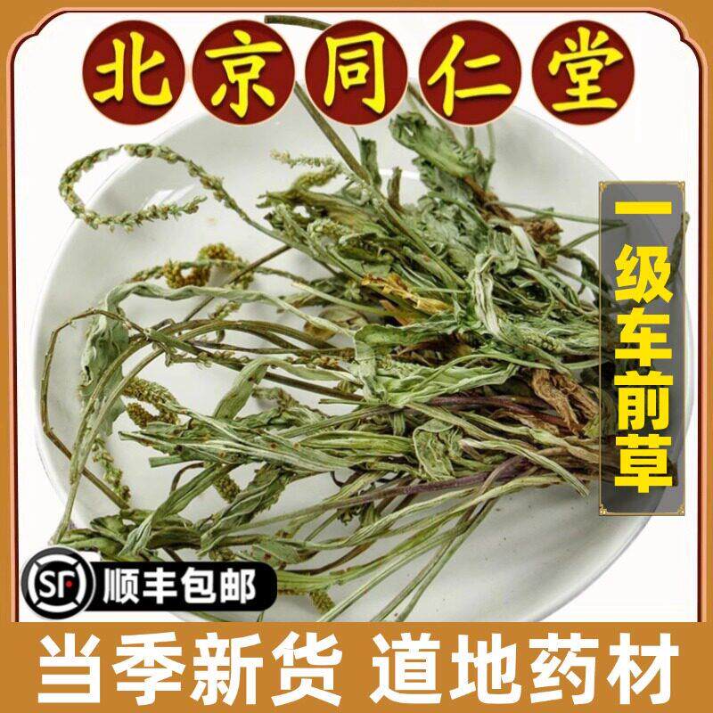 北京同仁堂正品车前草中药材新鲜干夏枯草带根全草车前草茶泡水喝
