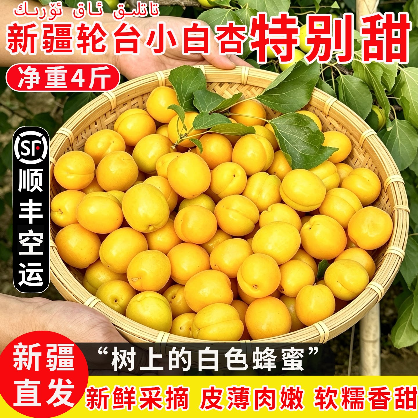 新疆轮台小白杏新鲜现摘当季水果库车小白杏甜杏产地直发顺丰包邮