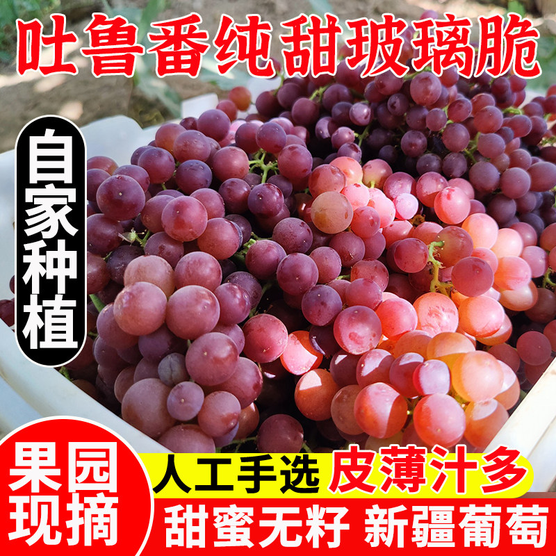 新疆吐鲁番葡萄玻璃脆无籽应当季新鲜水果整箱无核翠红提顺丰包邮