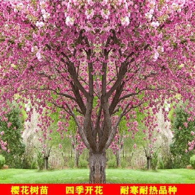 正宗日本樱花树苗小苗南北方庭院地栽盆栽花树园林植物风景树