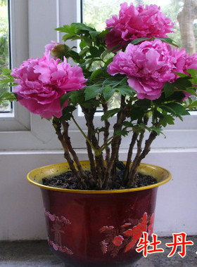 当年开洛阳牡丹花苗盆地栽盆景室内外阳台桌面花卉绿植物玫瑰海棠