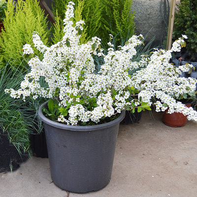 多年生喷雪花苗雪柳植物阳台珍珠梅绣线菊雪大阳台庭院耐寒