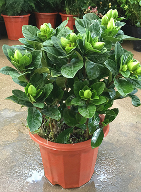 栀子花盆栽植物耐寒大小叶庭院带花苞四季绿植花卉浓香栀子花牡丹